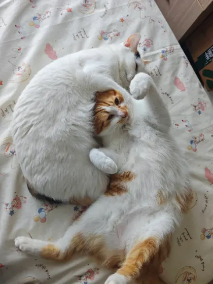 一只猫把橘白猫圈在怀里，橘白猫露出脑袋